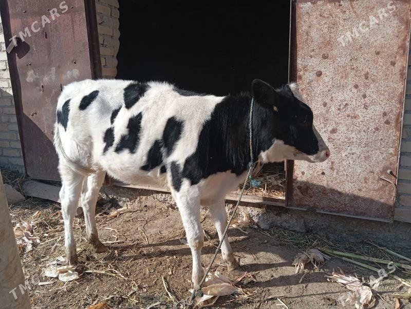 galişteýin - Çärjew - img 3