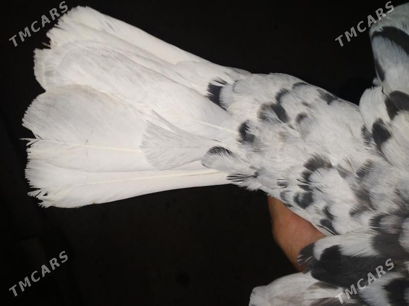 kepderi - Mary - img 3