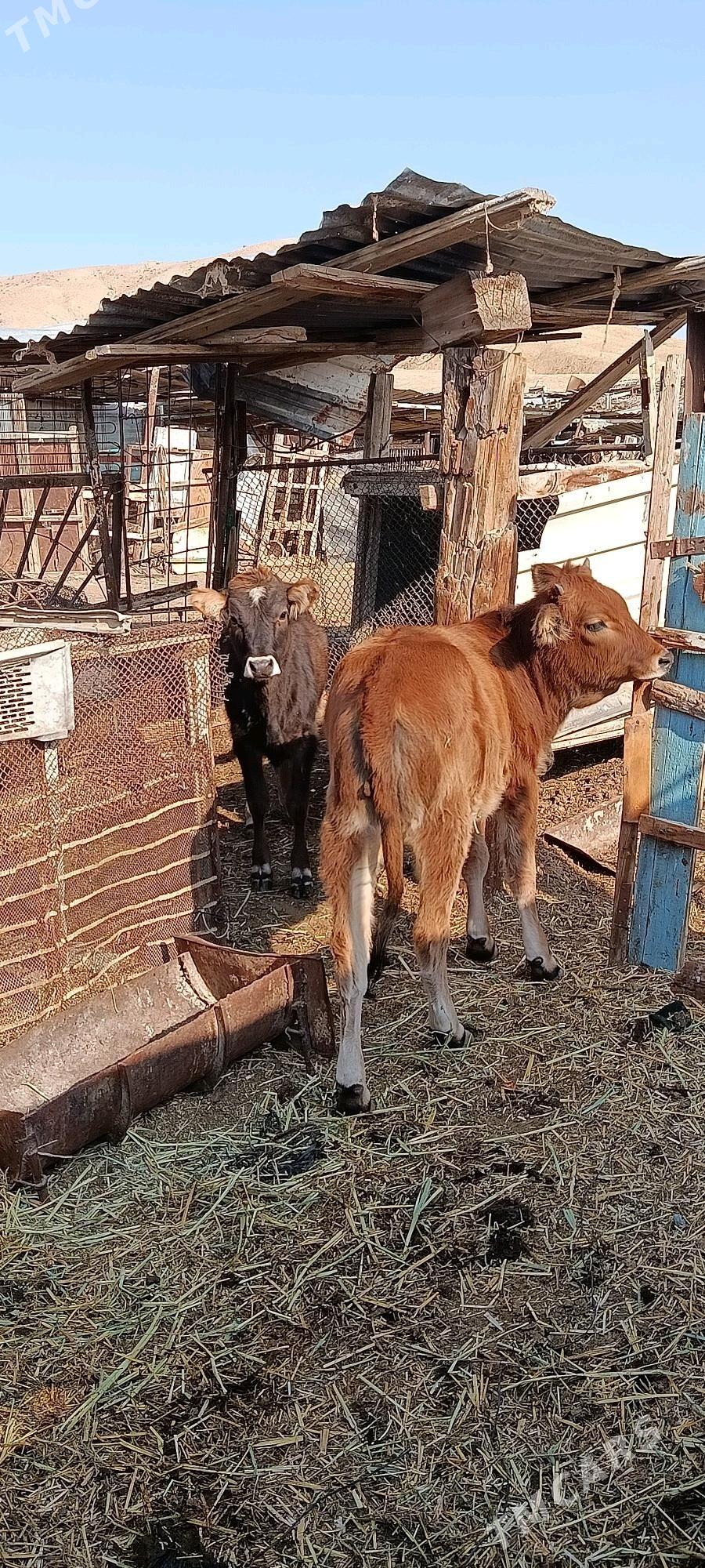 göle - Türkmenbaşy - img 4