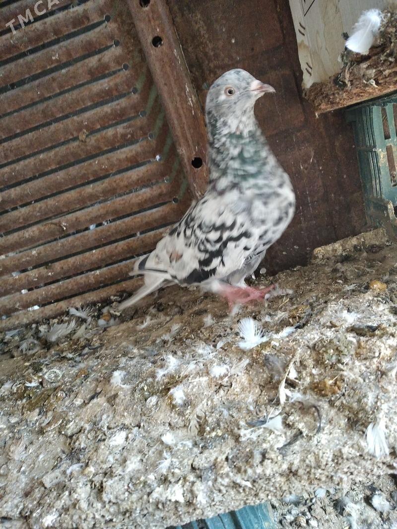 kepderi - Mary - img 4