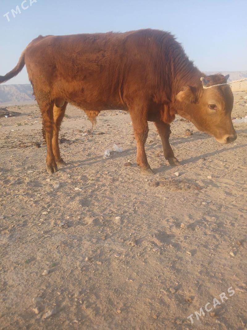 öküz - Балканабат - img 4