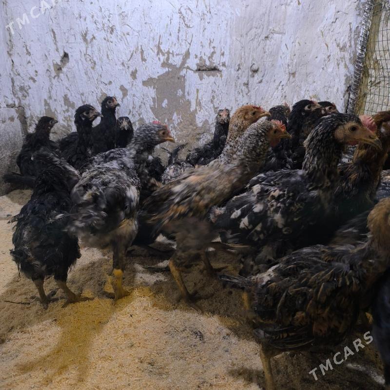 dominat juje - Aşgabat - img 2