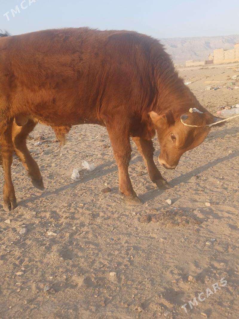 öküz - Балканабат - img 3