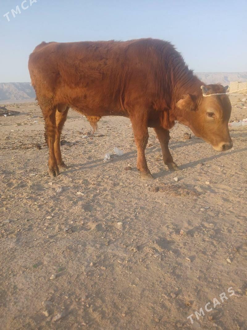 öküz - Балканабат - img 5