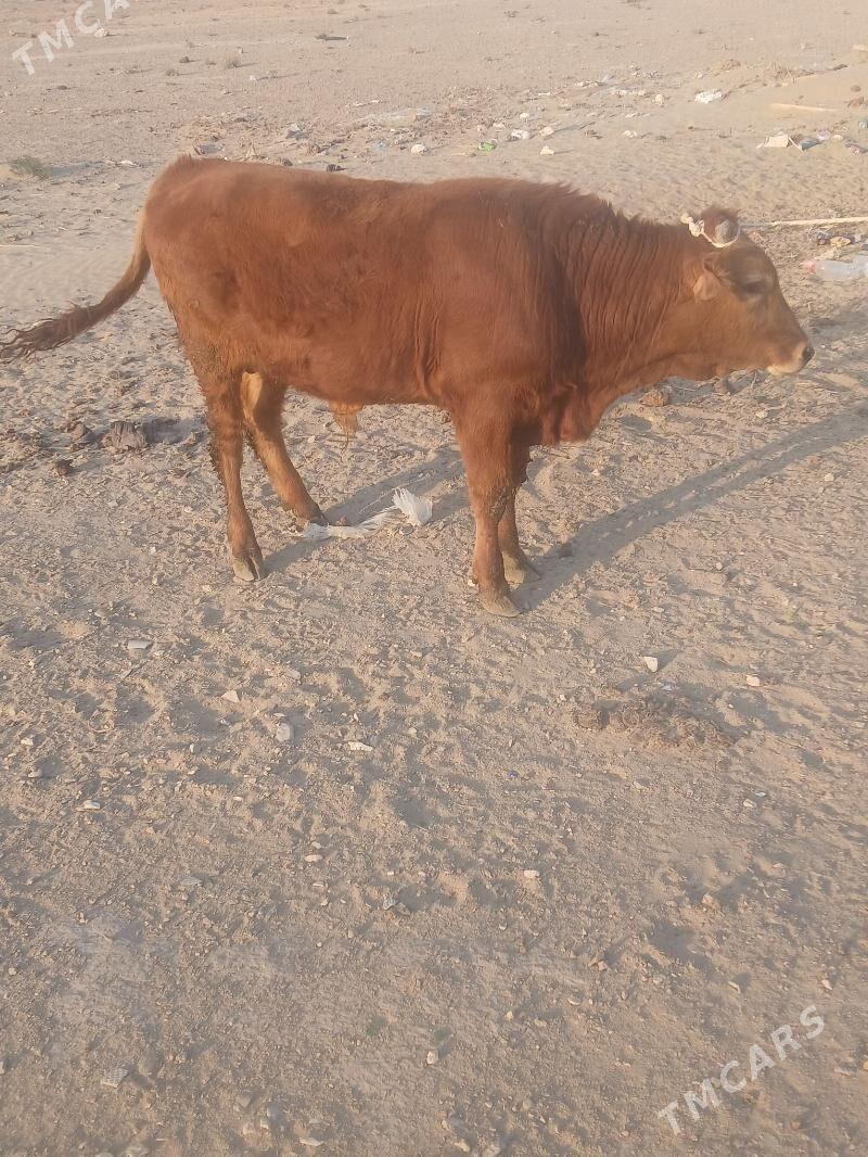 öküz - Балканабат - img 2