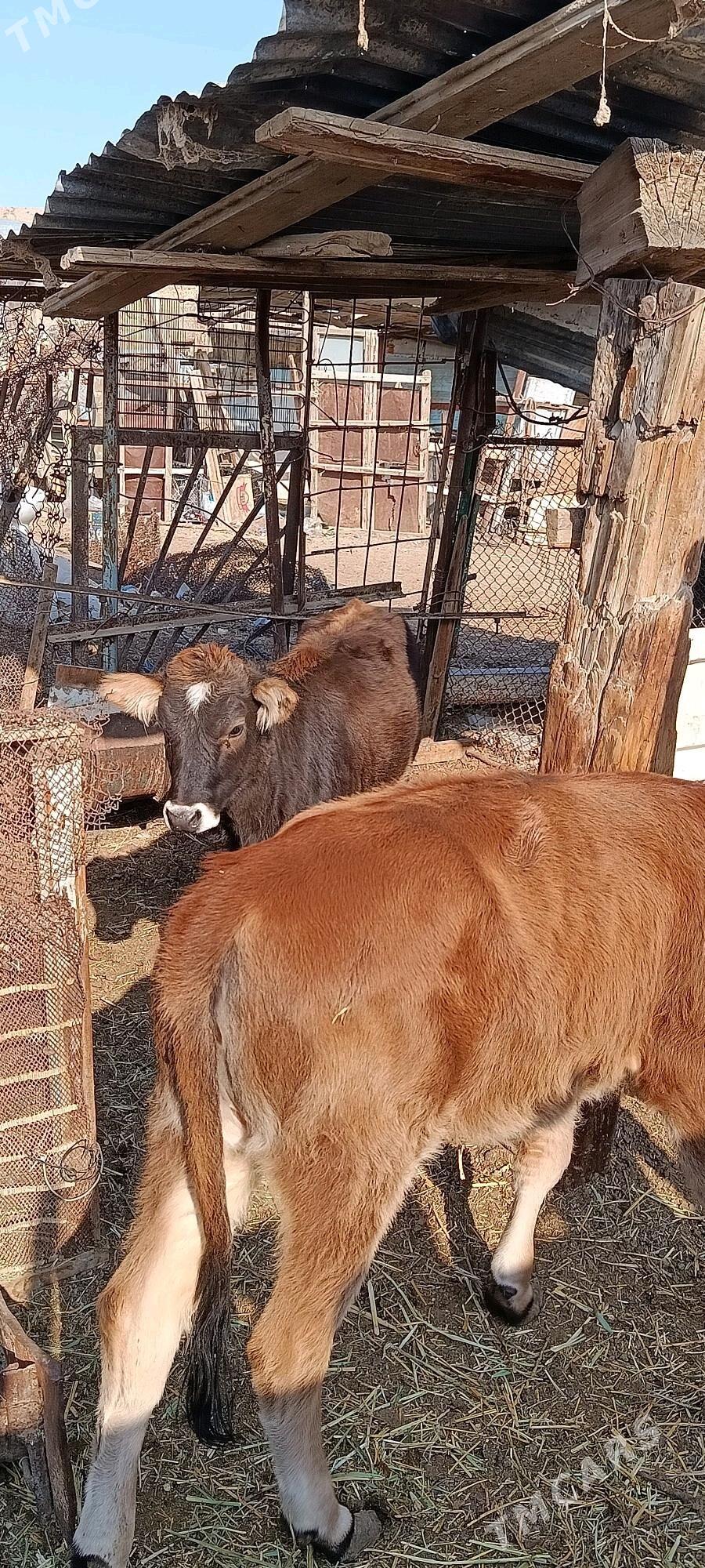 göle - Türkmenbaşy - img 5