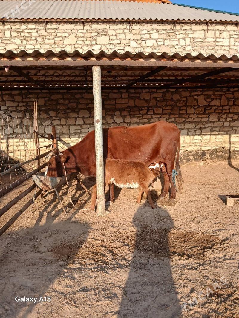 Goleli sygyr - Türkmenbaşy - img 2