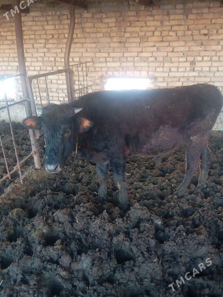 öküzler - Çärjew - img 2