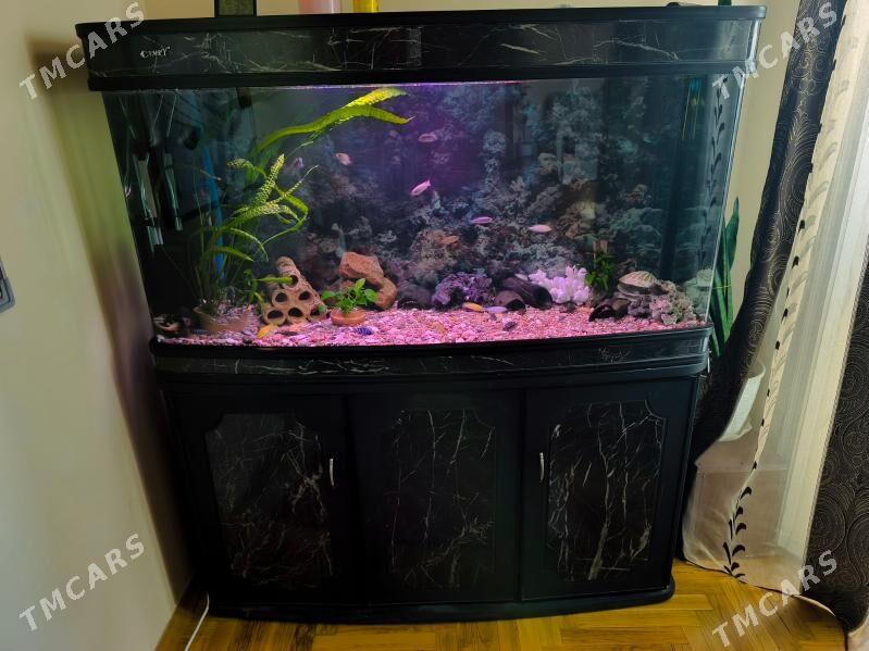 Akwarium/аквариум - Podwoýski köç. (Bitarap Türkmenistan şaýoly) - img 2