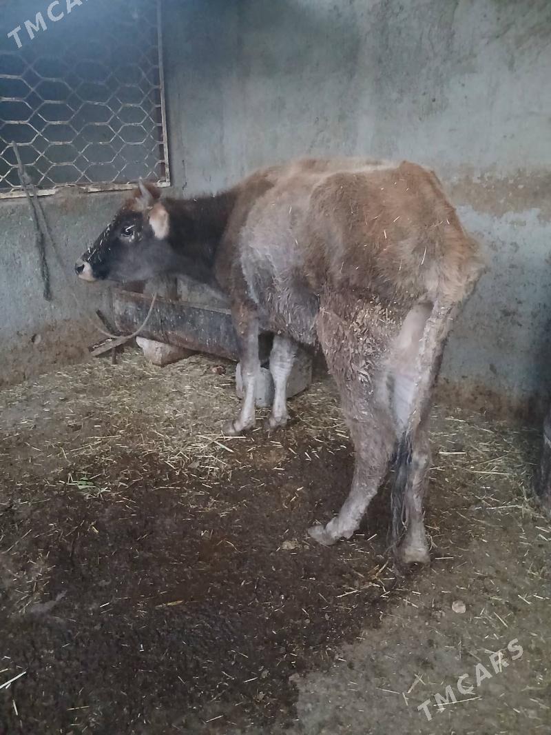 sygyr - Гызыларбат - img 4