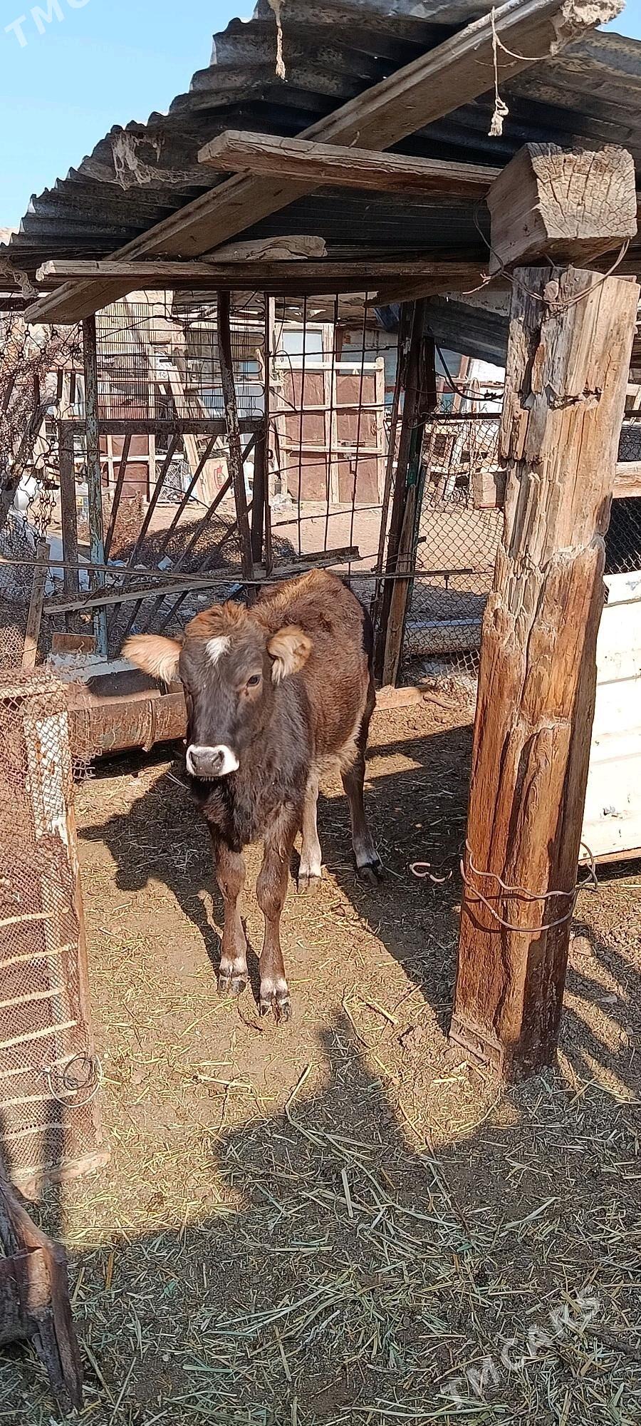 göle - Türkmenbaşy - img 6