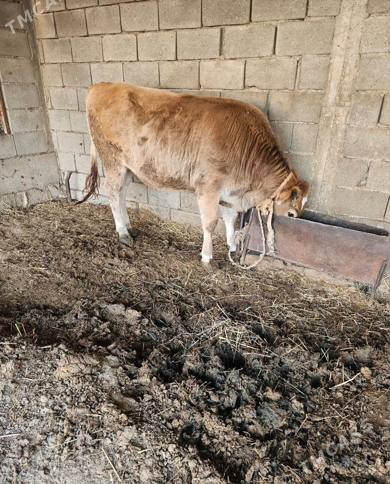 Okuz - Gökdepe - img 2