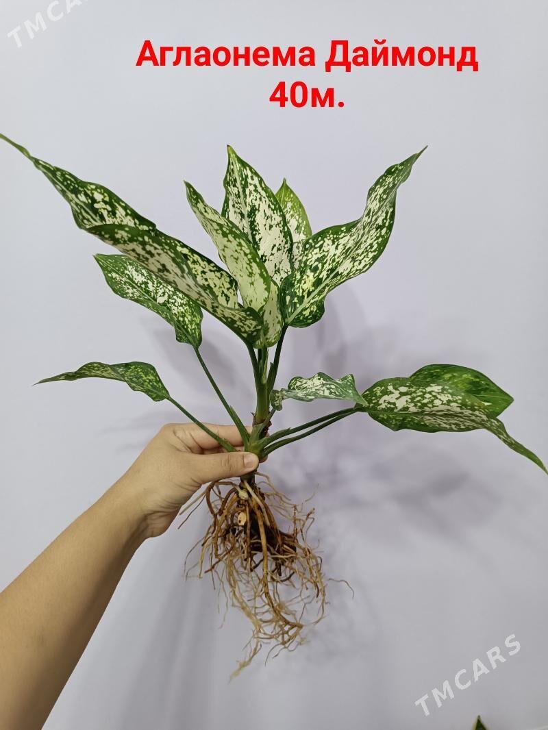 АГЛАОНЕМА ДАЙМОНД - Ашхабад - img 3