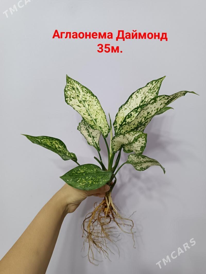 АГЛАОНЕМА ДАЙМОНД - Ашхабад - img 2