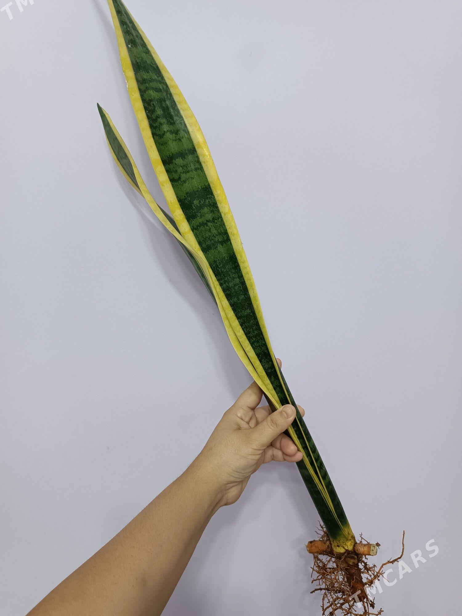 АГЛАОНЕМА ДАЙМОНД - Ашхабад - img 4