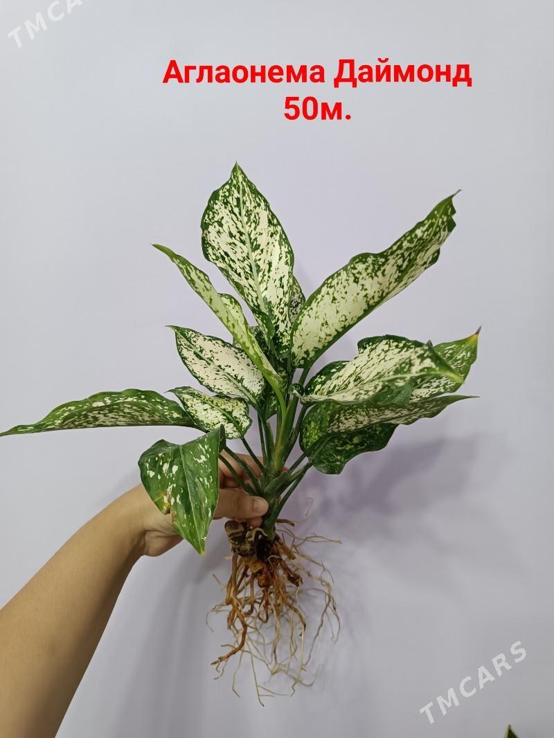 АГЛАОНЕМА ДАЙМОНД - Ашхабад - img 1