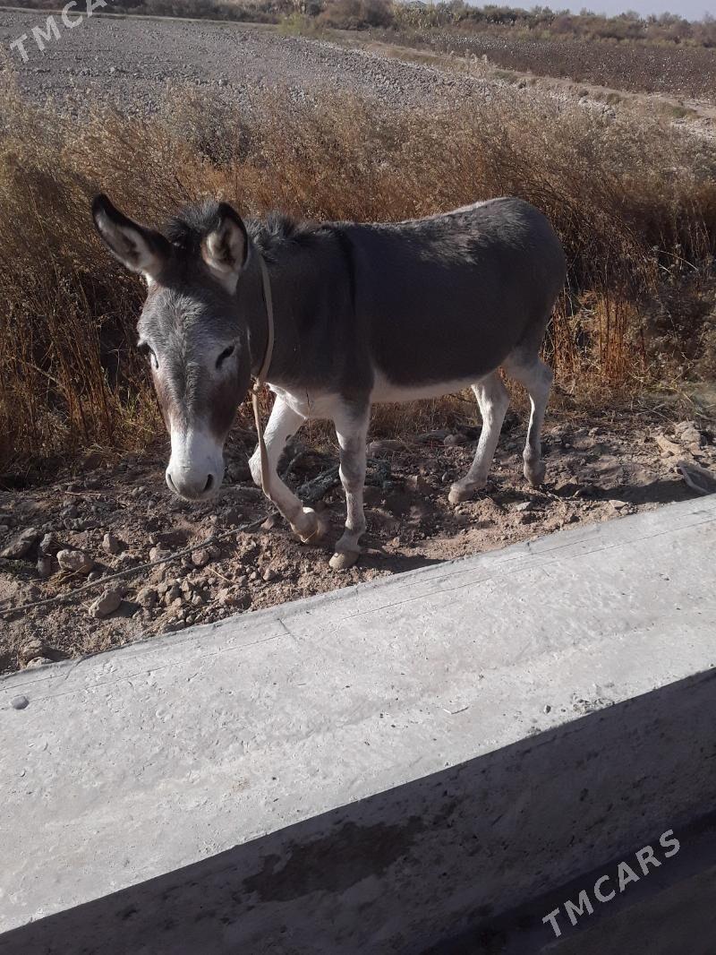 эшек - Чарджоу - img 2