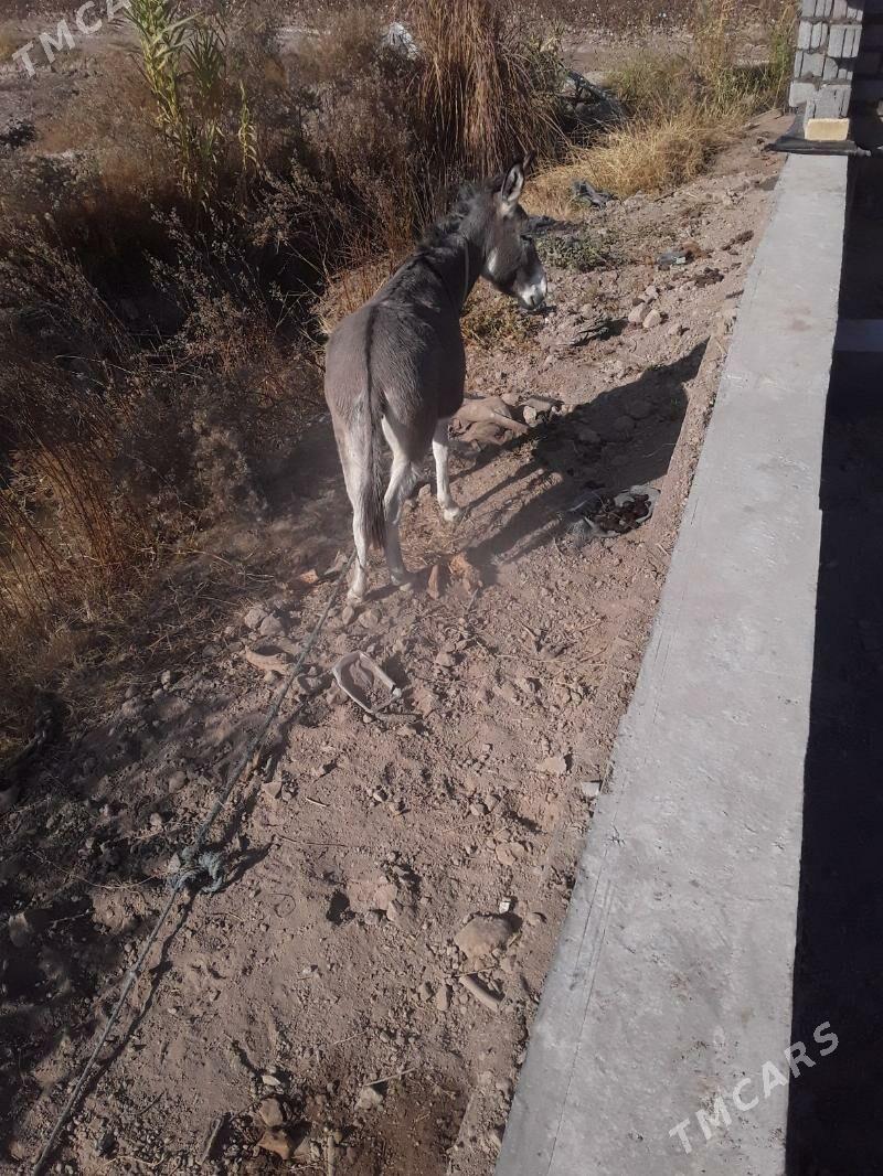 эшек - Чарджоу - img 3