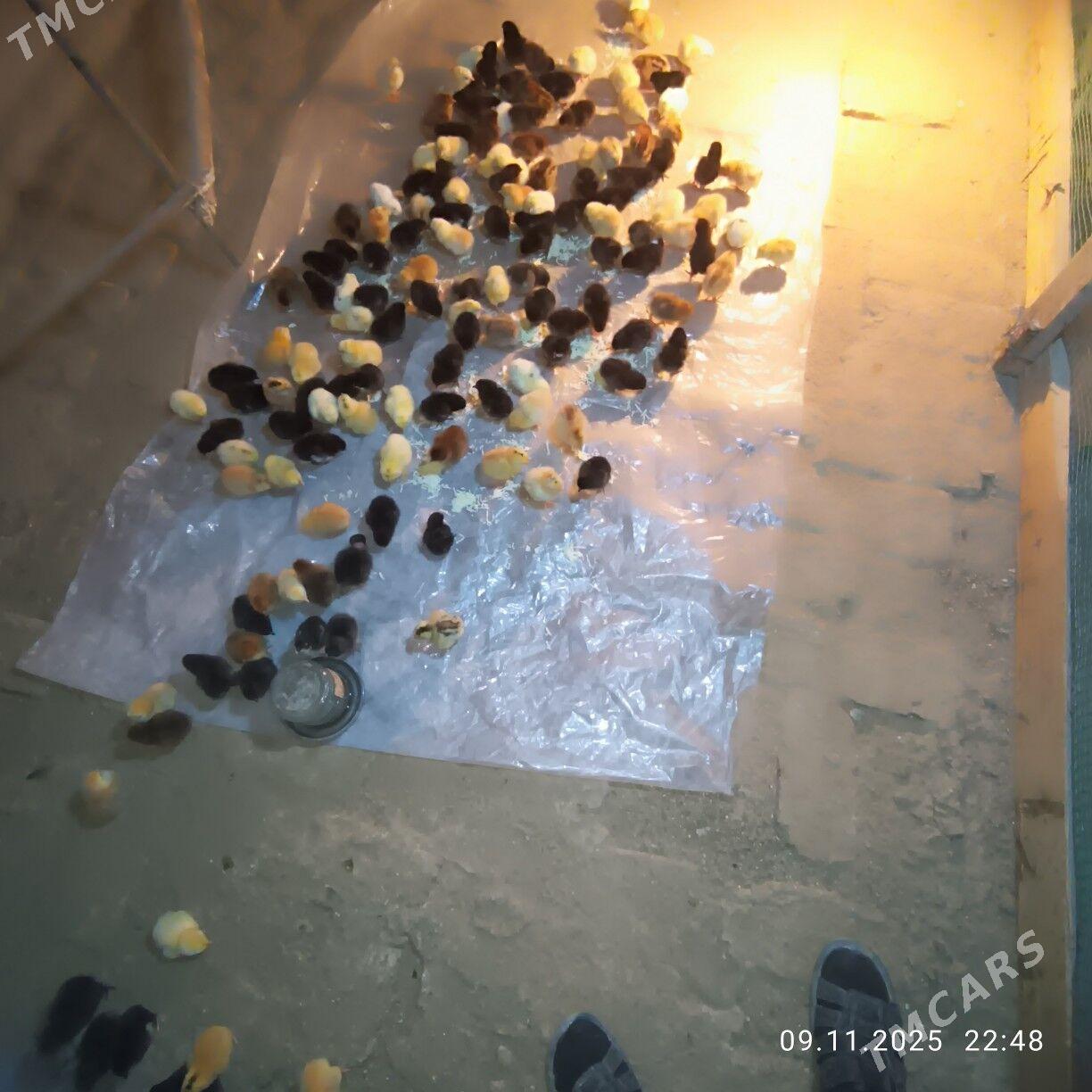 Towuk juje - Baýramaly - img 4