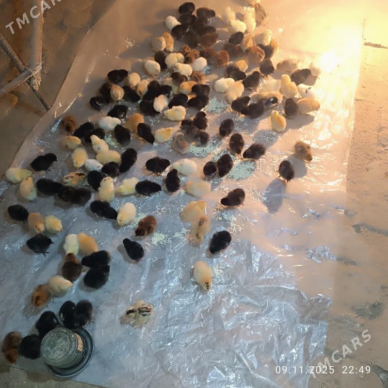 Towuk juje - Baýramaly - img 3