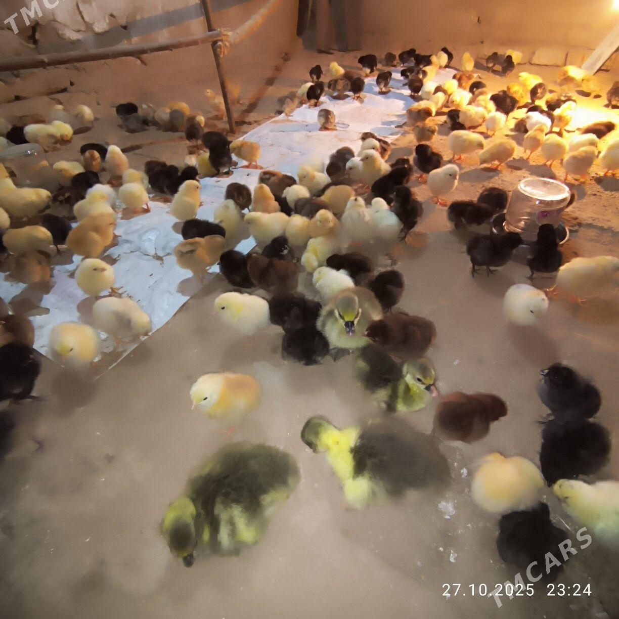 Towuk juje - Baýramaly - img 5