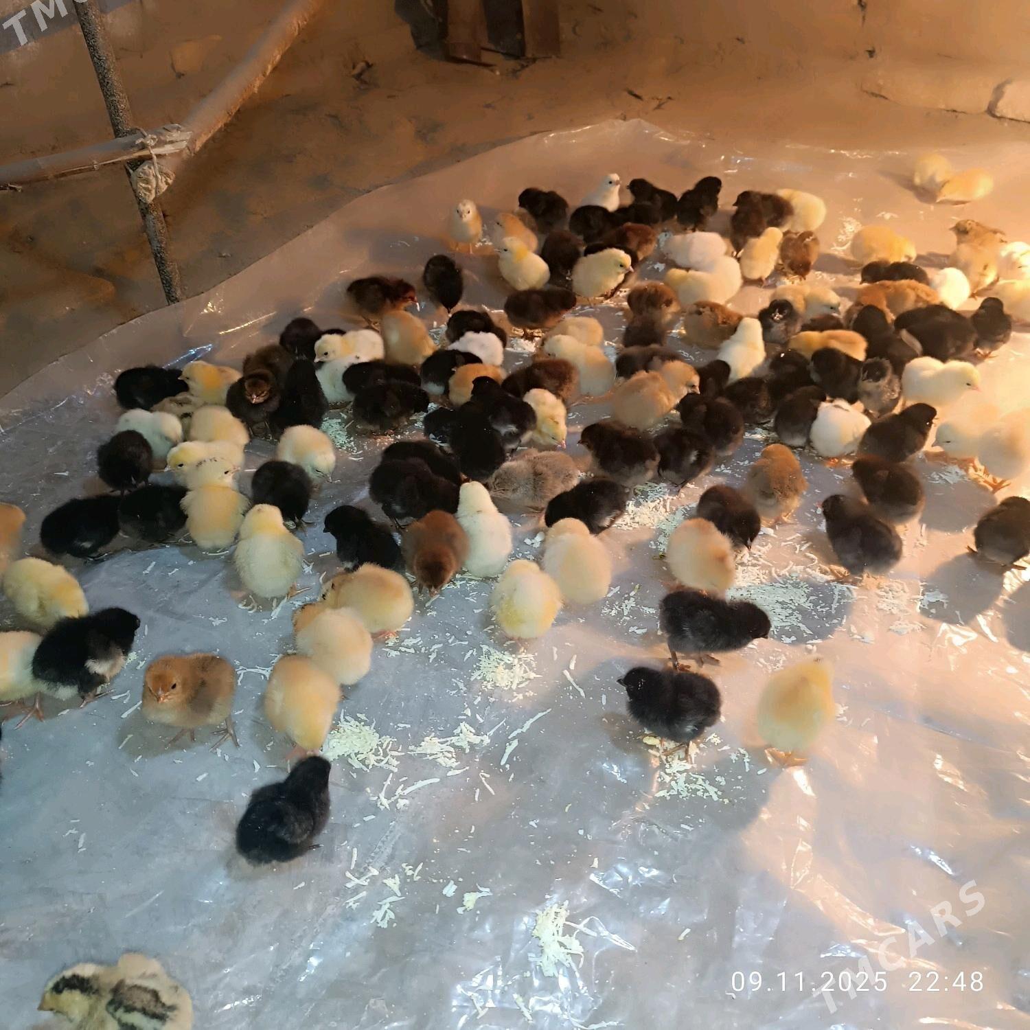 Towuk juje - Baýramaly - img 2