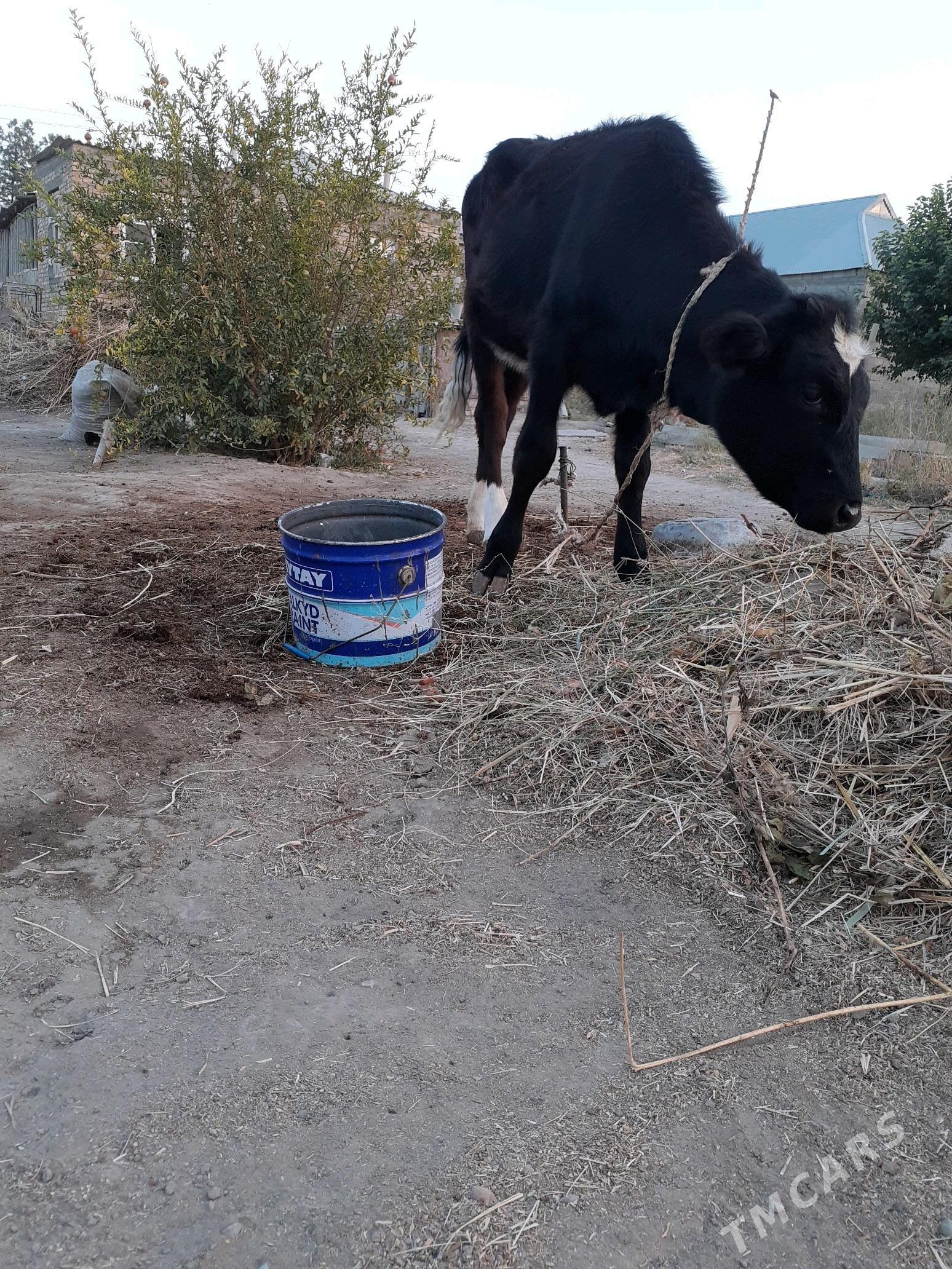 Tuwe - Гёкдепе - img 3