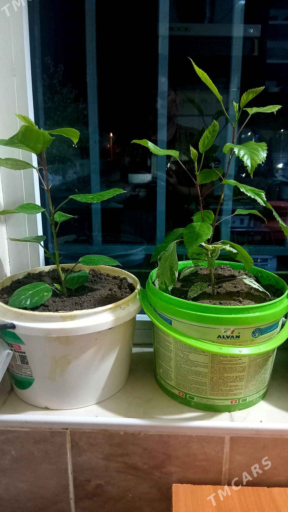 kitayiski roza - Türkmenabat - img 1