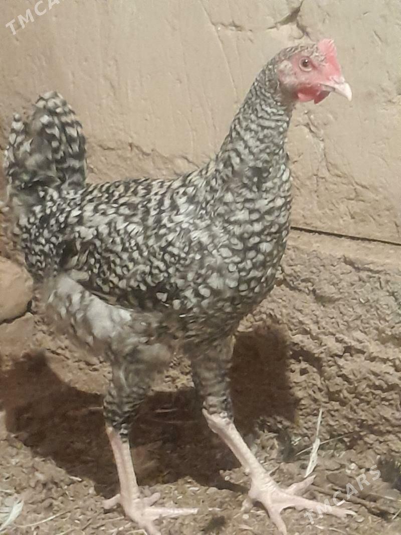 Gigant horazlar - Сакарчага - img 6