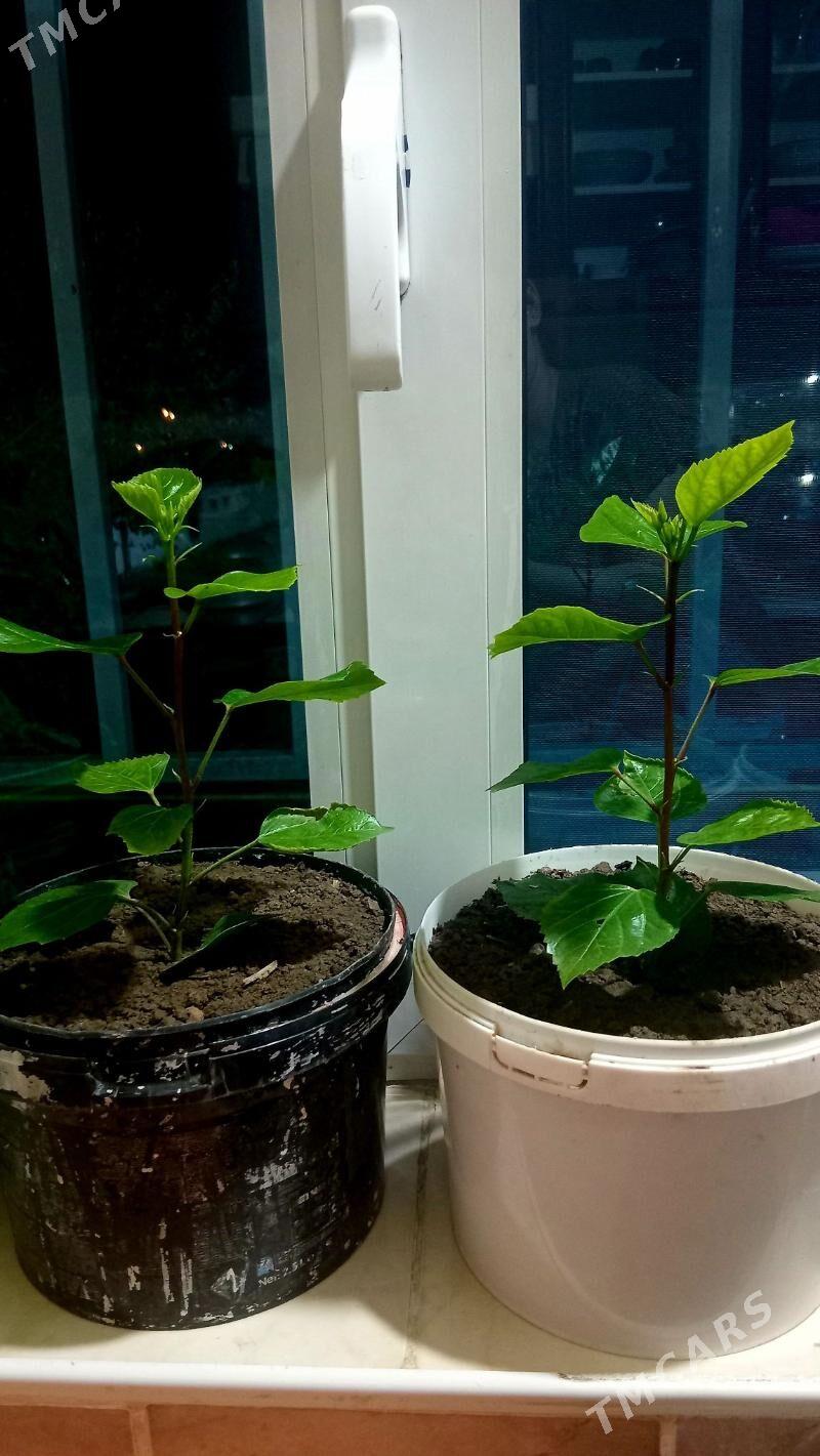 kitayiski roza - Türkmenabat - img 2