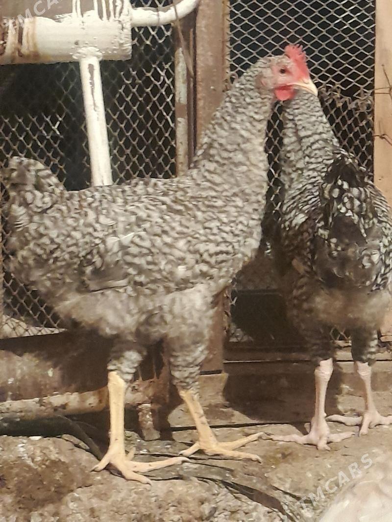 Gigant horazlar - Сакарчага - img 1