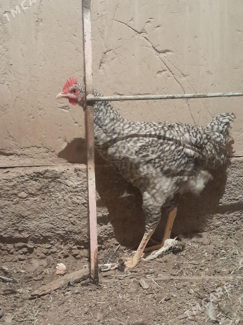 Gigant horazlar - Сакарчага - img 3