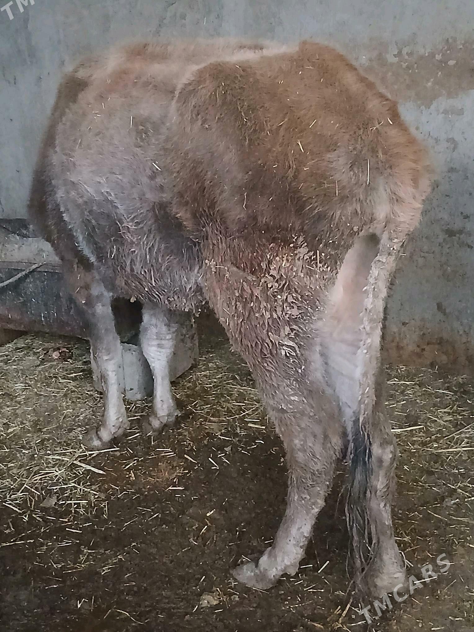 sygyr - Гызыларбат - img 2