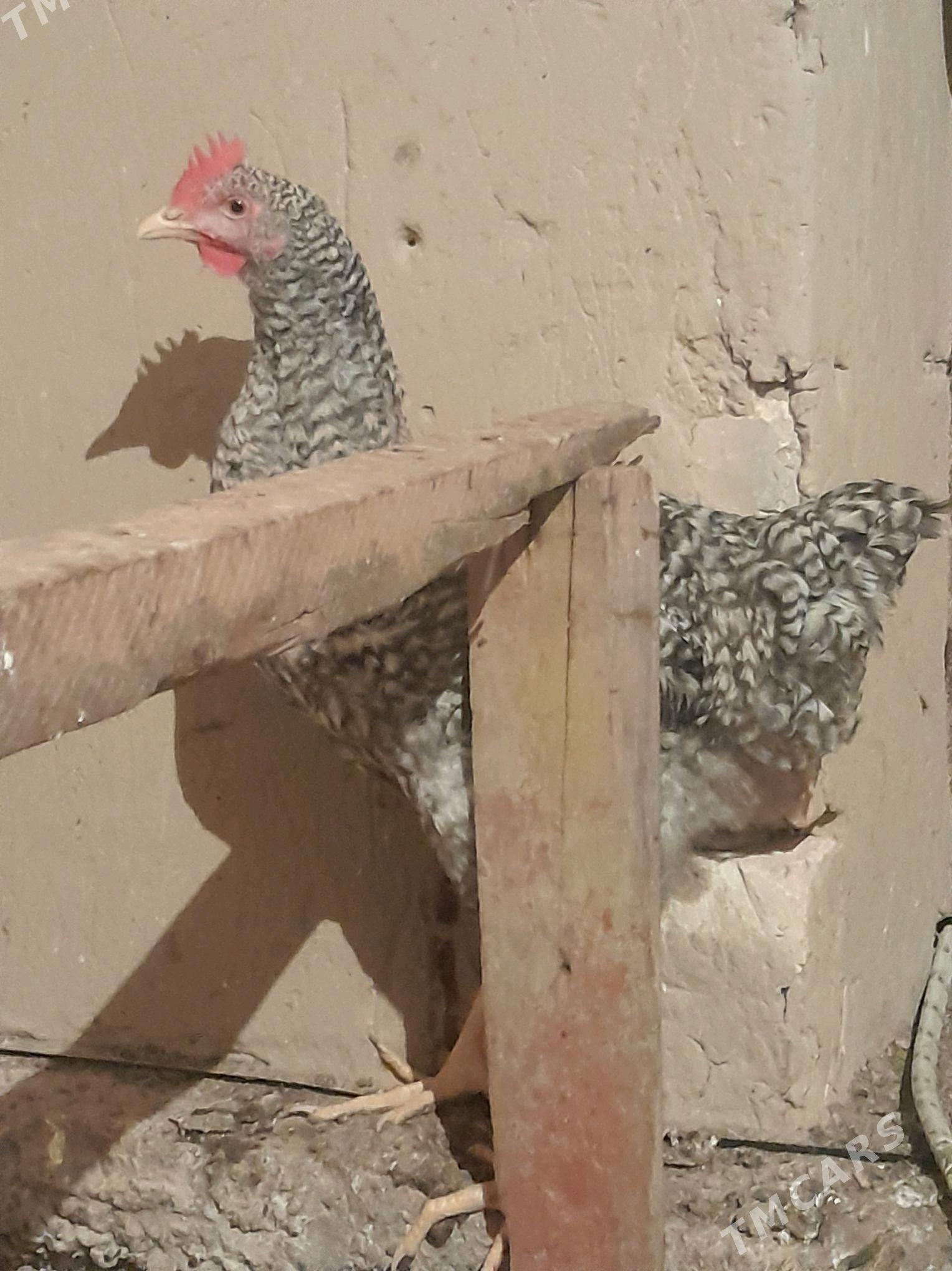 Gigant horazlar - Сакарчага - img 2