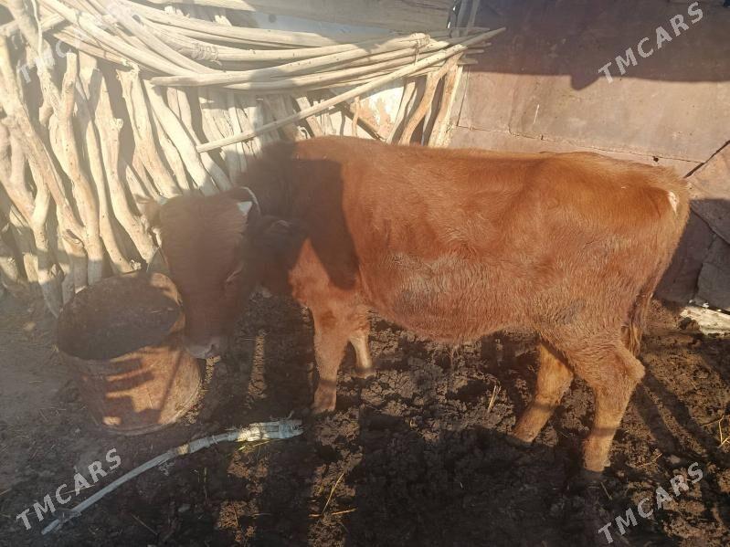 Bereket Türkmenistan obasy - Берекет - img 2