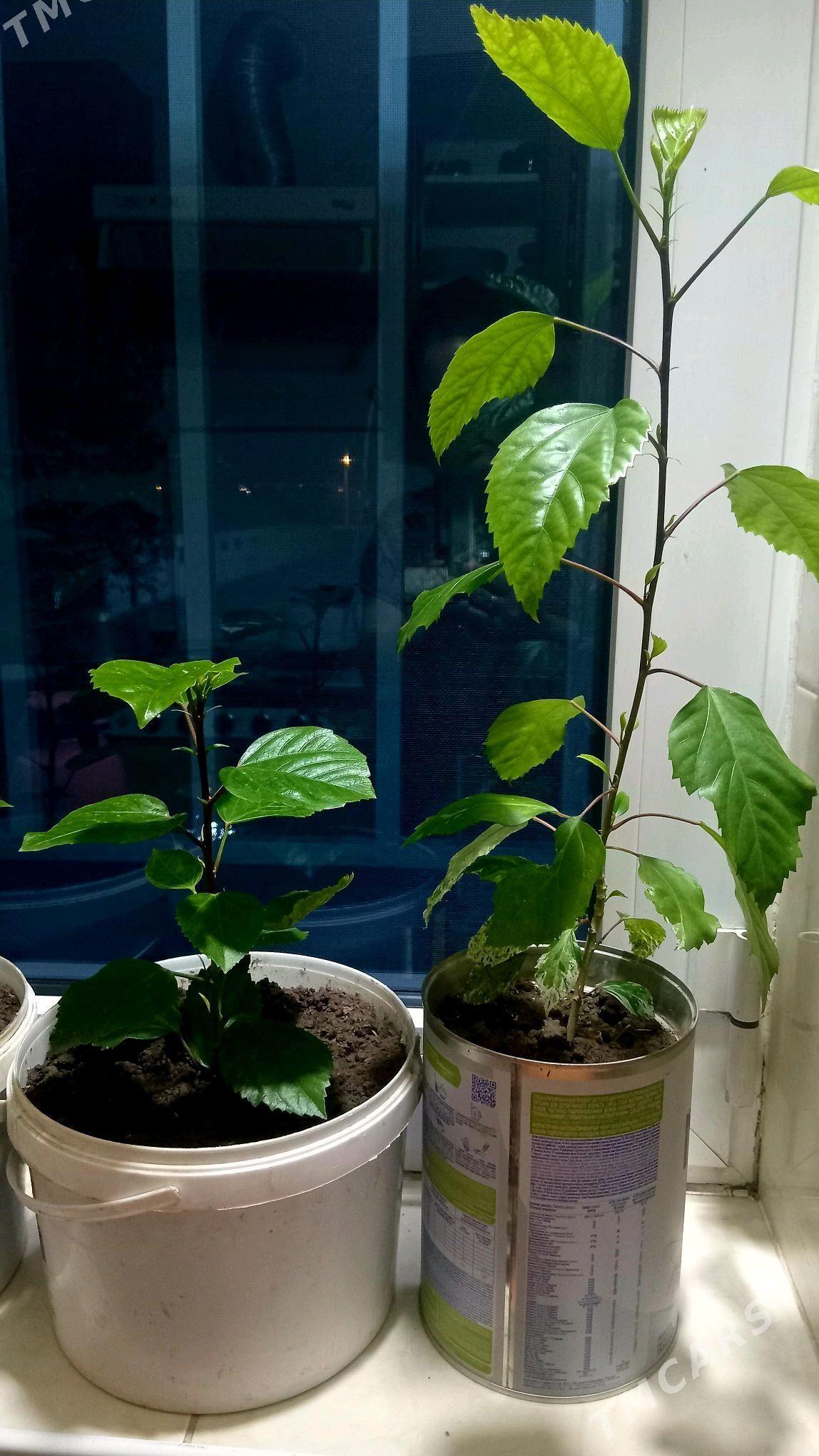 kitayiski roza - Türkmenabat - img 3