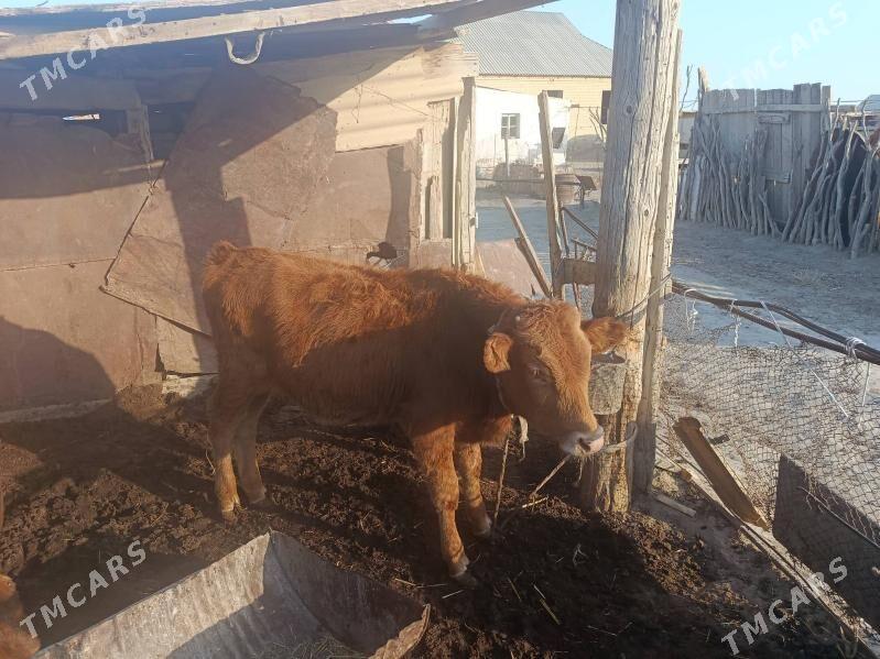 Bereket Türkmenistan obasy - Берекет - img 3