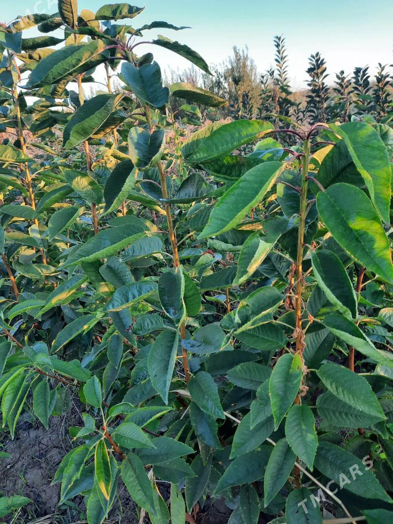 miweli sapma nahal bag - Türkmenabat - img 8