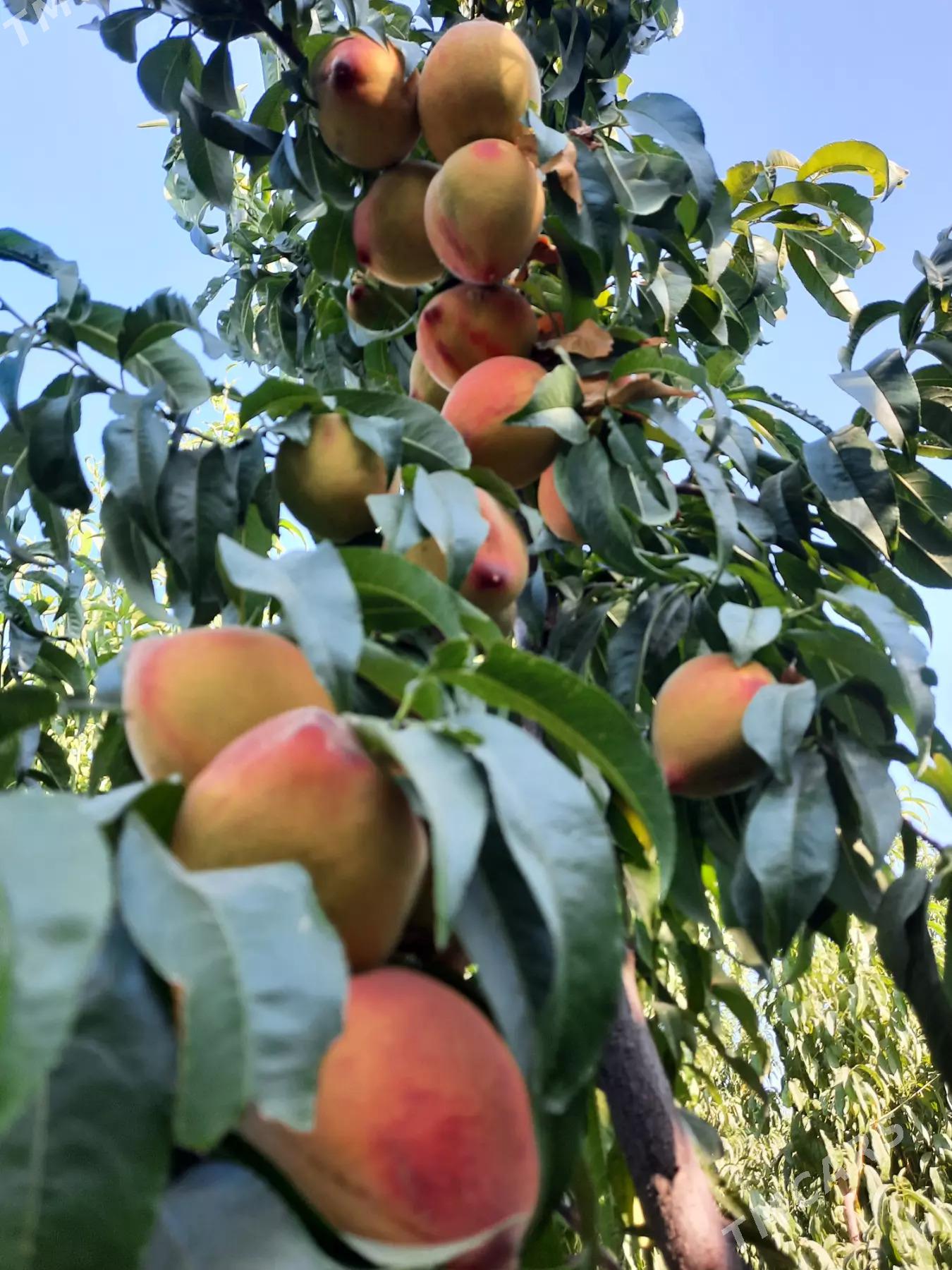 miweli sapma nahal bag - Türkmenabat - img 6