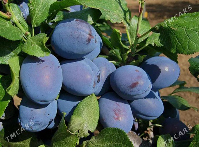 miweli sapma nahal bag - Türkmenabat - img 9