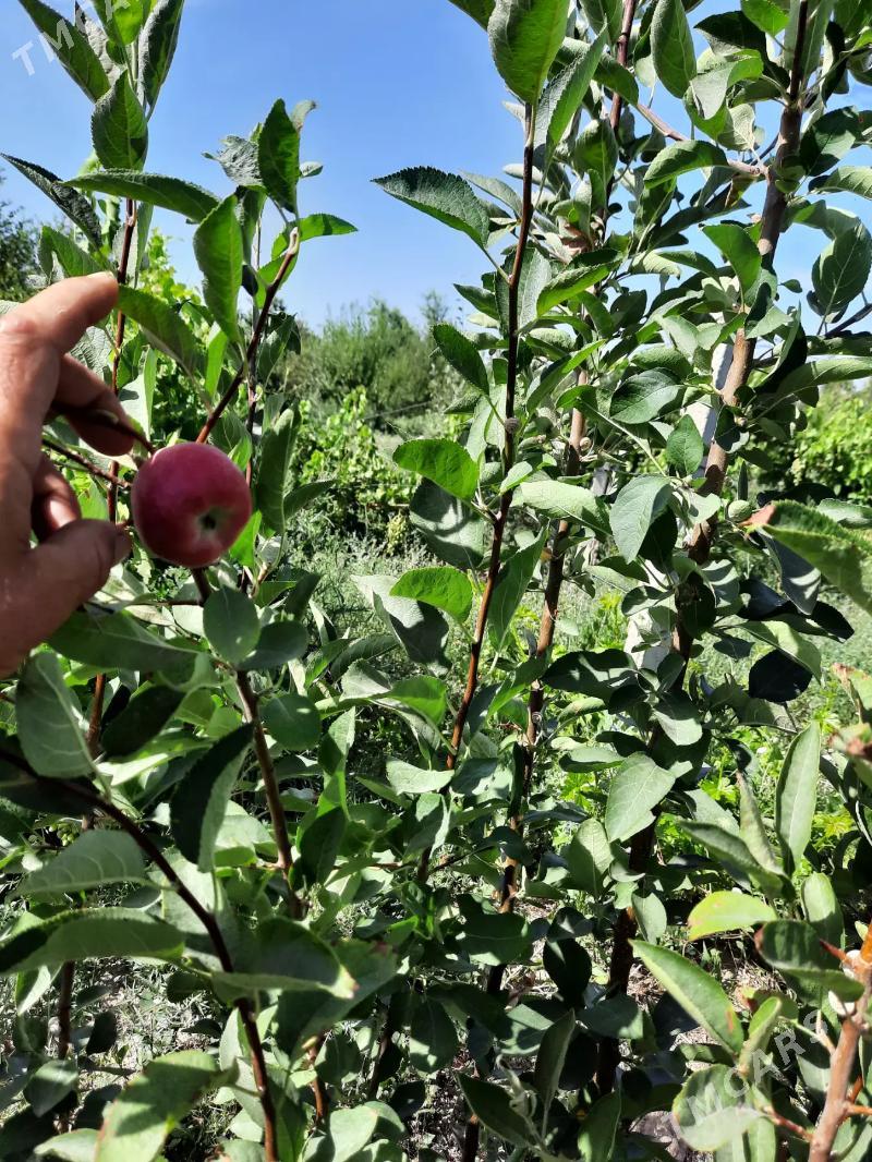 miweli sapma nahal bag - Türkmenabat - img 7