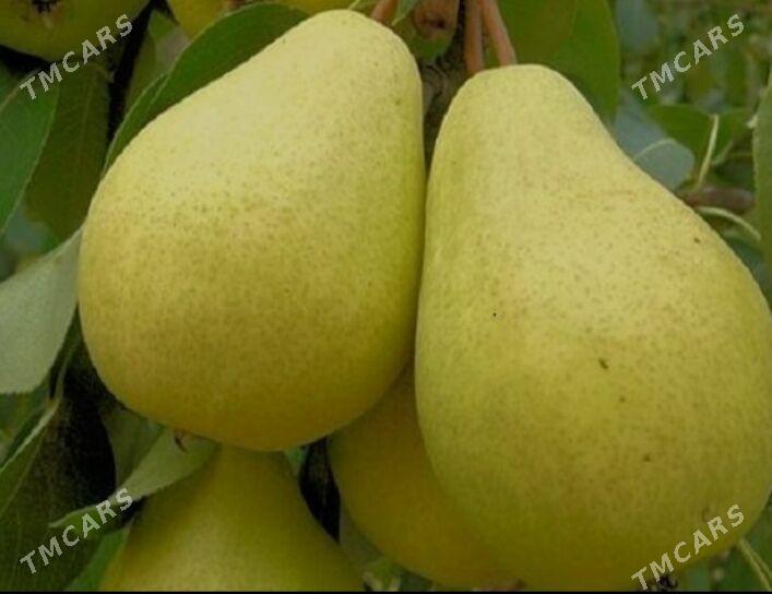 miweli sapma nahal bag - Türkmenabat - img 10