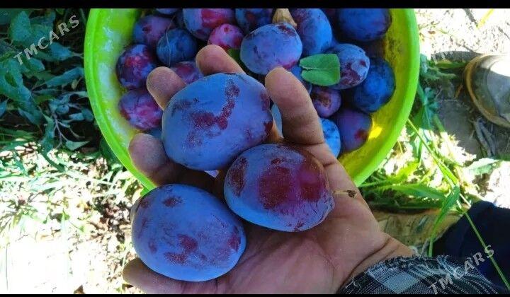 miweli sapma nahal bag - Türkmenabat - img 4