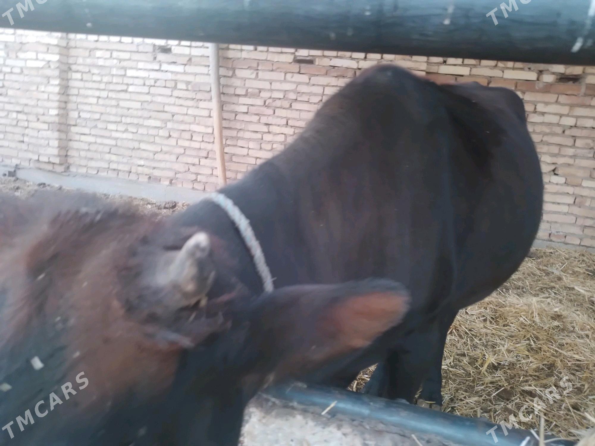 унаджын - Туркменабат - img 2