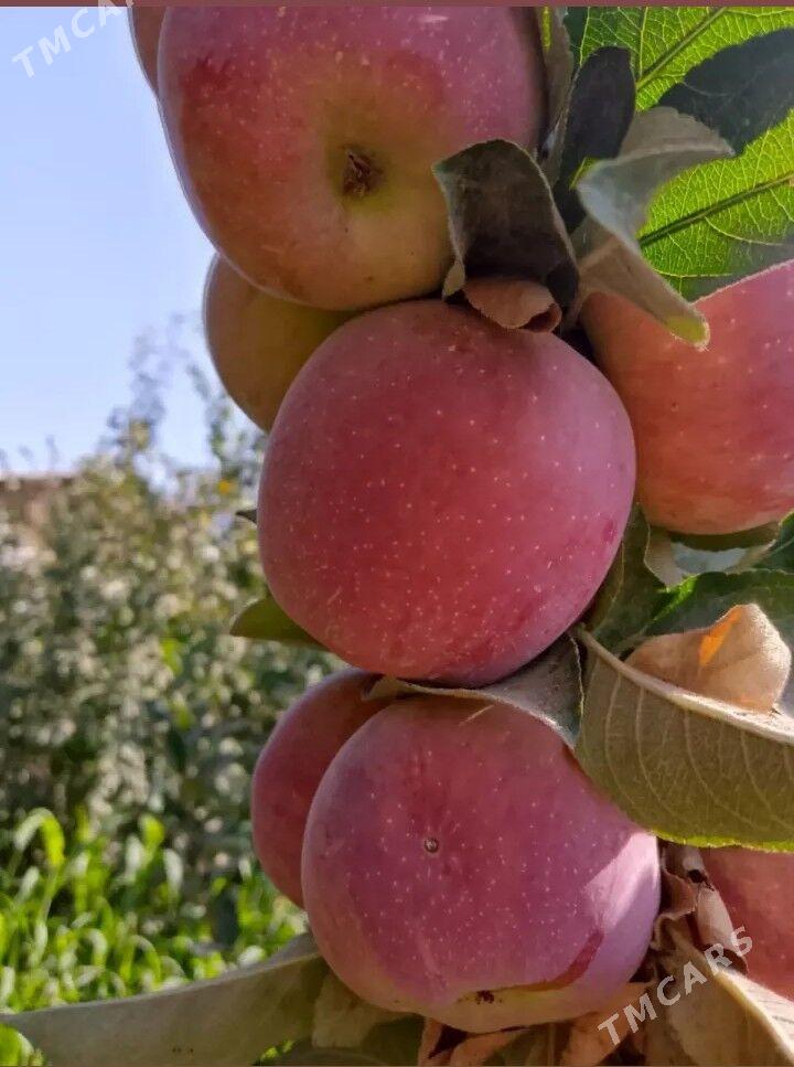 miweli sapma nahal bag - Türkmenabat - img 2