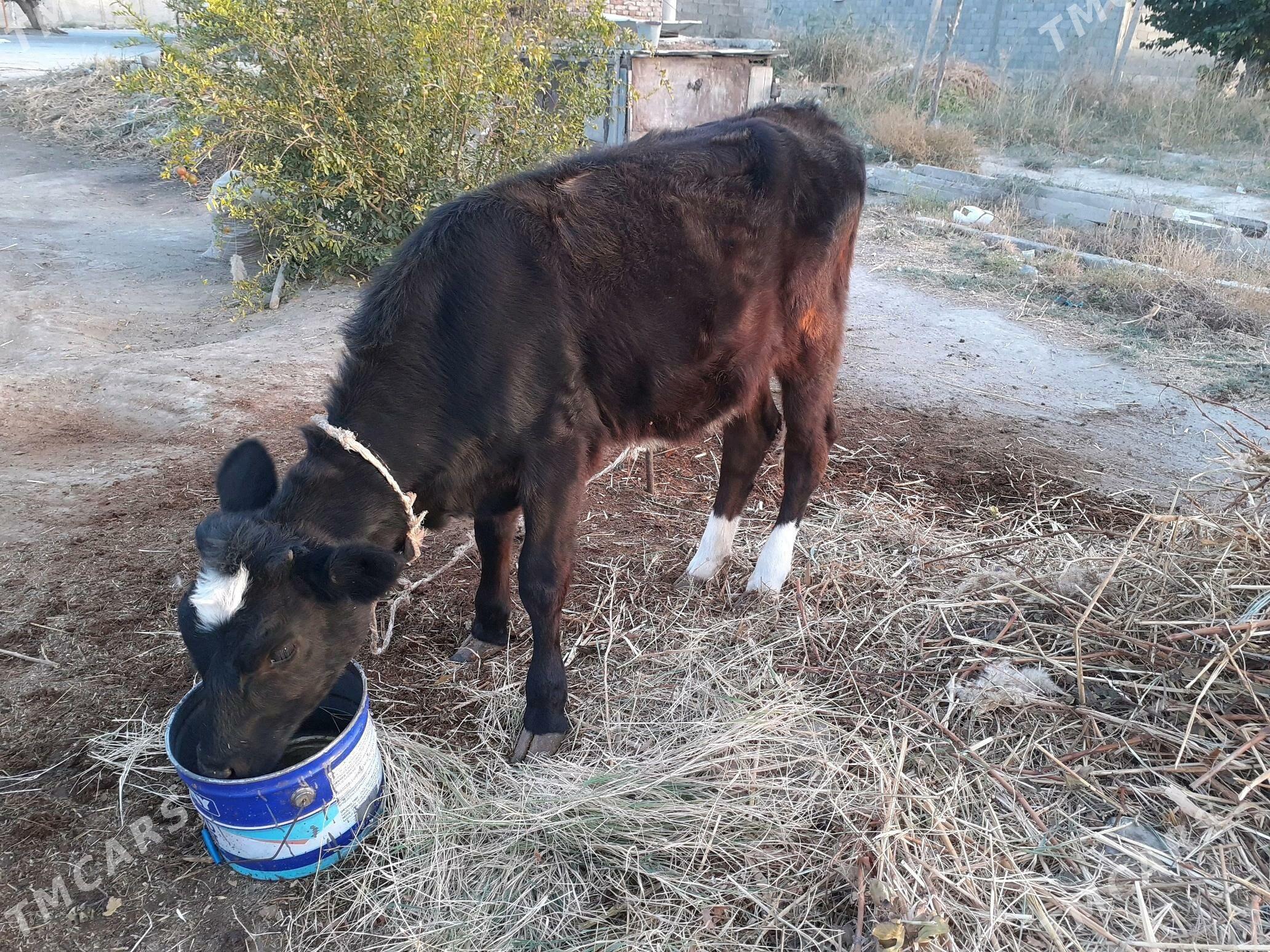 Tuwe - Гёкдепе - img 2