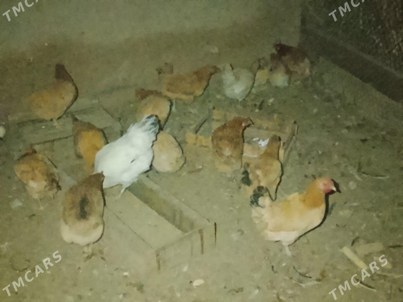 MESNİ TOWUK BAR SATLYK - Чарджоу - img 2