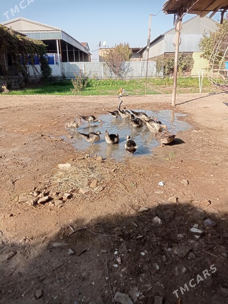 inwutga ordek - Сакарчага - img 4