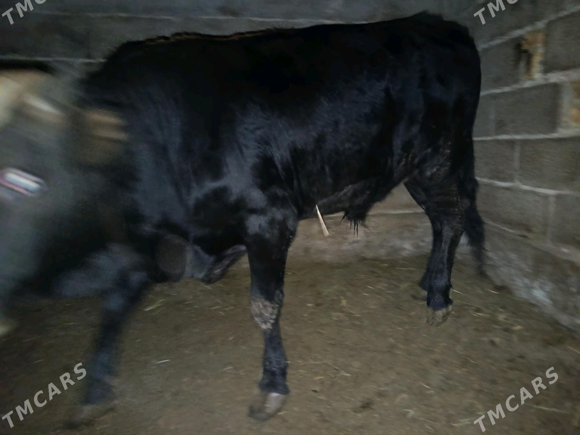 Öküz  bakylan - Ýaşlyk - img 3