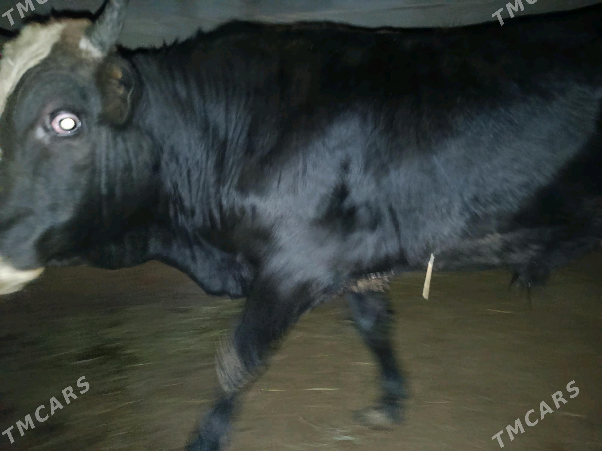 Öküz  bakylan - Ýaşlyk - img 2